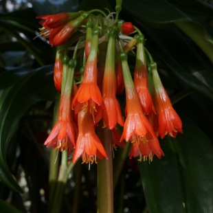 SCADOXUS CYRTANTHIFLORUS 